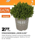 Strauchveronika 'Green Globe' im aktuellen OBI Prospekt für 2,29 €