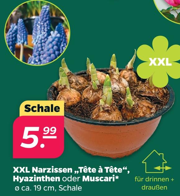 XXL Narzissen 'Tête à Tête', Hyazinthen oder Muscari