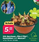 XXL Narzissen 'Tête à Tête', Hyazinthen oder Muscari im aktuellen Netto mit dem Scottie Prospekt