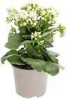 Kalanchoe Angebote bei REWE Buxtehude für 2,59 €