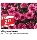 Chrysantheme bei bauSpezi im Ebermannstadt Prospekt für 2,29 €