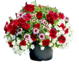 Trixi Pflanzen-Mix bei Thomas Philipps im Ronneburg Prospekt für 2,79 €