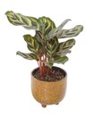 Truffaut Saint-Fargeau-Ponthierry - Promo PHILODENDRON OU CALATHÉA EN CACHE-POT CÉRAMIQUE Promo PHILODENDRON OU CALATHÉA EN CACHE-POT CÉRAMIQUE à 5,99 € dans le catalogue Truffaut à Saint-Fargeau-Ponthierry