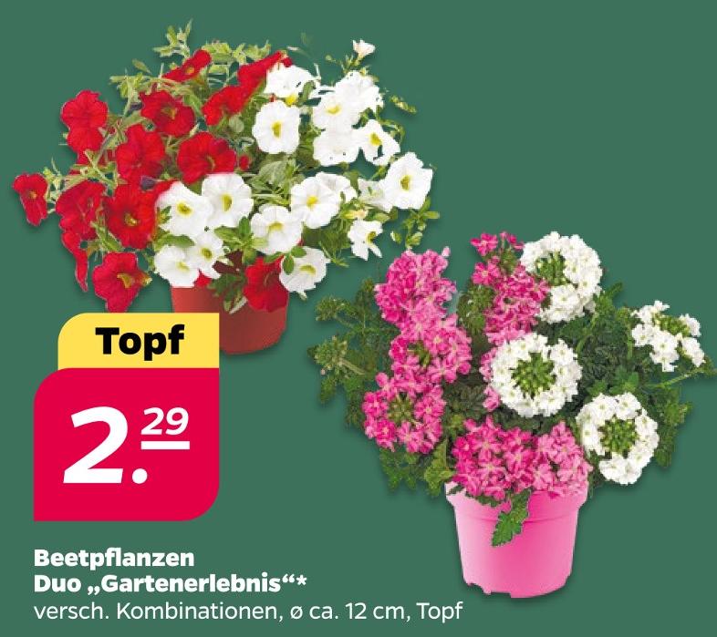 Beetpflanzen Duo 'Gartenerlebnis'