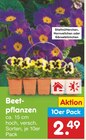 Aktuelles Beetpflanzen Angebot bei Netto Marken-Discount in Krefeld ab 2,49 €