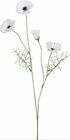 Mohn im aktuellen ROLLER Prospekt