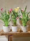 Arum couleur pot - Intermarché Super Arum couleur pot à 6,99 € dans le catalogue Intermarché Super