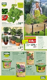 Tomaten Angebot im aktuellen Pflanzen Kölle Prospekt auf Seite 11