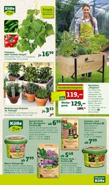 Aktueller Pflanzen Kölle Prospekt mit Tomaten, "Doppelte Liebe, doppeltes Fest!", Seite 11