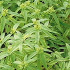 Verveine Citronnelle Bio. Le pot de 9x9 cm - BOTANIC® dans le catalogue Botanic