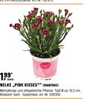 Nelke „Pink Kisses“ bei OBI im Stuhr Prospekt für 1,99 €