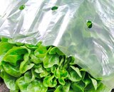 Frühbeet-Folie Angebote von Windhager bei ZG Raiffeisen Pforzheim für 5,49 €