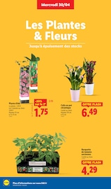 Fleurs Angebote im Prospekt "PRIX EN BAISSE" von Lidl Fleurs Angebote im Prospekt "PRIX EN BAISSE" von Lidl auf Seite 28