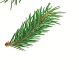 Lidl Lottstetten - Musikdose Angebot im Prospekt Musikdose bei Lidl im Lottstetten Prospekt für 6,99 €