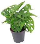 Fensterblatt Angebote bei Penny Wunstorf für 3,99 €