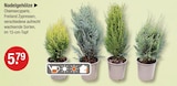 Nadelgehölze von  im aktuellen V-Markt Prospekt für 5,79 €
