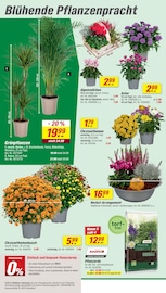 Chrysantheme im toom Baumarkt Prospekt in Salzgitter Aktueller toom Baumarkt Prospekt mit Chrysantheme, "Respekt, wer's selber macht.", Seite 4