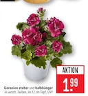 Marktkauf Horb - Geranien steher und halbhänger Angebot im Prospekt Geranien steher und halbhänger bei Marktkauf im Horb Prospekt für 1,99 €
