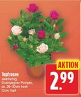 WEZ - Topfrosen Angebot im Prospekt Topfrosen bei WEZ im Prospekt "" für 2,99 €