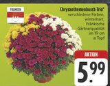 Chrysanthemenbusch Trio Angebote von Franken bei E center Bamberg für 5,99 €