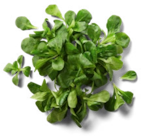 Ital./franz. Feldsalat bei Kaufland im Haby Prospekt für 0,99 €