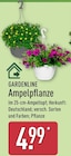 Ampelpflanze von Gardenline im aktuellen ALDI Nord Prospekt