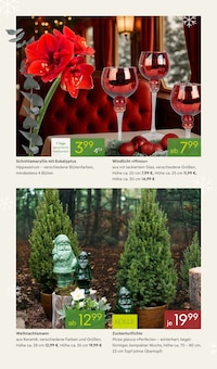 Blumen im aktuellen Pflanzen Kölle Prospekt (Hamburg) Blumen im Pflanzen Kölle Prospekt "WINTERZAUBER ERLEBEN" mit 20 Seiten (Hamburg)
