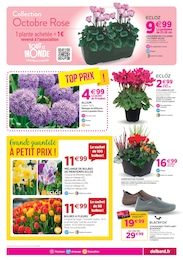 Prix et réduction Plante D'intérieur dans le prospectus Delbard en cours Offre Plante D'intérieur dans le catalogue Delbard du moment à la page 3