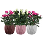 Rosier - Carrefour Rosier à 6,99 € dans le catalogue Carrefour