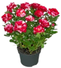 Mini-Rose von  im aktuellen Kaufland Prospekt für 1,99 €