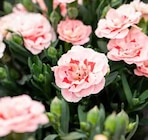 Gartennelke »Oscar« – 14 cm Topf bei Pflanzen Kölle im Nürnberg Prospekt für 5,99 €