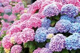 HORTENSIA DE JARDIN - ECLOZ en promo chez Delbard HORTENSIA DE JARDIN - ECLOZ dans le catalogue Delbard