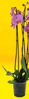 Orchidée 3 Tiges - Super U à Savigny-sur-Orge Orchidée 3 Tiges en promo chez Super U Savigny-sur-Orge à 8,49 €
