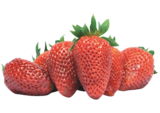 Provenc’halles Digne-les-Bains - Promo Fraise Gariguette Promo Fraise Gariguette à 2,99 € dans le catalogue Provenc’halles à Digne-les-Bains