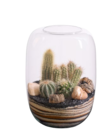 Cactus et succulente verrière - Lidl à Marseille Cactus et succulente verrière en promo chez Lidl Marseille à 17,97 €