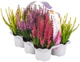 Besenheide »Beauty Ladies Starlight« von  im aktuellen REWE Prospekt für 6,99 €
