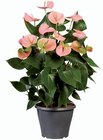 Anthurium - Lidl à Antony Anthurium en promo chez Lidl Antony à 9,99 €