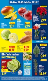 Ähnliche Hibiskus Angebote im Prospekt "LIDL LOHNT SICH" von Lidl in Salzgitter Ähnliche Angebote wie Hibiskus im Prospekt "LIDL LOHNT SICH" auf Seite 3 von Lidl in Salzgitter