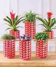 Mixte Plantes en promo chez Super U Le Mans à 16,99 €