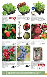 Heidelbeeren Angebot im aktuellen Dehner Garten-Center Prospekt auf Seite 7