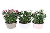 Coupe de rosiers - Carrefour Coupe de rosiers à 8,99 € dans le catalogue Carrefour