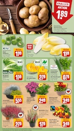 Blumen im REWE Prospekt in Mettmann Aktueller REWE Prospekt mit Blumen, "Dein Markt", Seite 13
