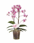 Lidl Bissendorf - Phalaenopsis Multiflora Angebot im Prospekt Phalaenopsis Multiflora bei Lidl im Bissendorf Prospekt für 7,99 €