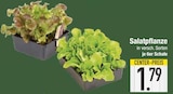 Salatpflanze im EDEKA Prospekt Salatpflanze im aktuellen EDEKA Prospekt für 1,79 €