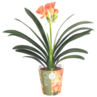 Klivie von  im aktuellen V-Markt Prospekt für 9,99 €