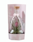 Tillandsia en vase - Lidl à Colombes Tillandsia en vase en promo chez Lidl Colombes à 14,44 €