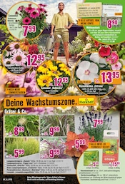 Hibiskus im Hornbach Prospekt in Bochum Aktueller Hornbach Prospekt mit Hibiskus, "Dir ist vieles Latte. Nur nicht Dein Garten.", Seite 14