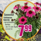 Sonnenhut Echinacea Hybride für 7,99 € bei Hornbach im Angebot Sonnenhut Echinacea Hybride im aktuellen Hornbach Prospekt