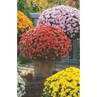 SUR TOUS LES CHRYSANTHÈMES 19 CM OU 3 L - Carrefour à Noisy-le-Sec SUR TOUS LES CHRYSANTHÈMES 19 CM OU 3 L en promo chez Carrefour Noisy-le-Sec