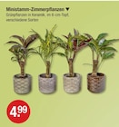 Ministamm-Zimmerpflanzen für 4,99 € bei V-Markt im Angebot Ministamm-Zimmerpflanzen im aktuellen V-Markt Prospekt